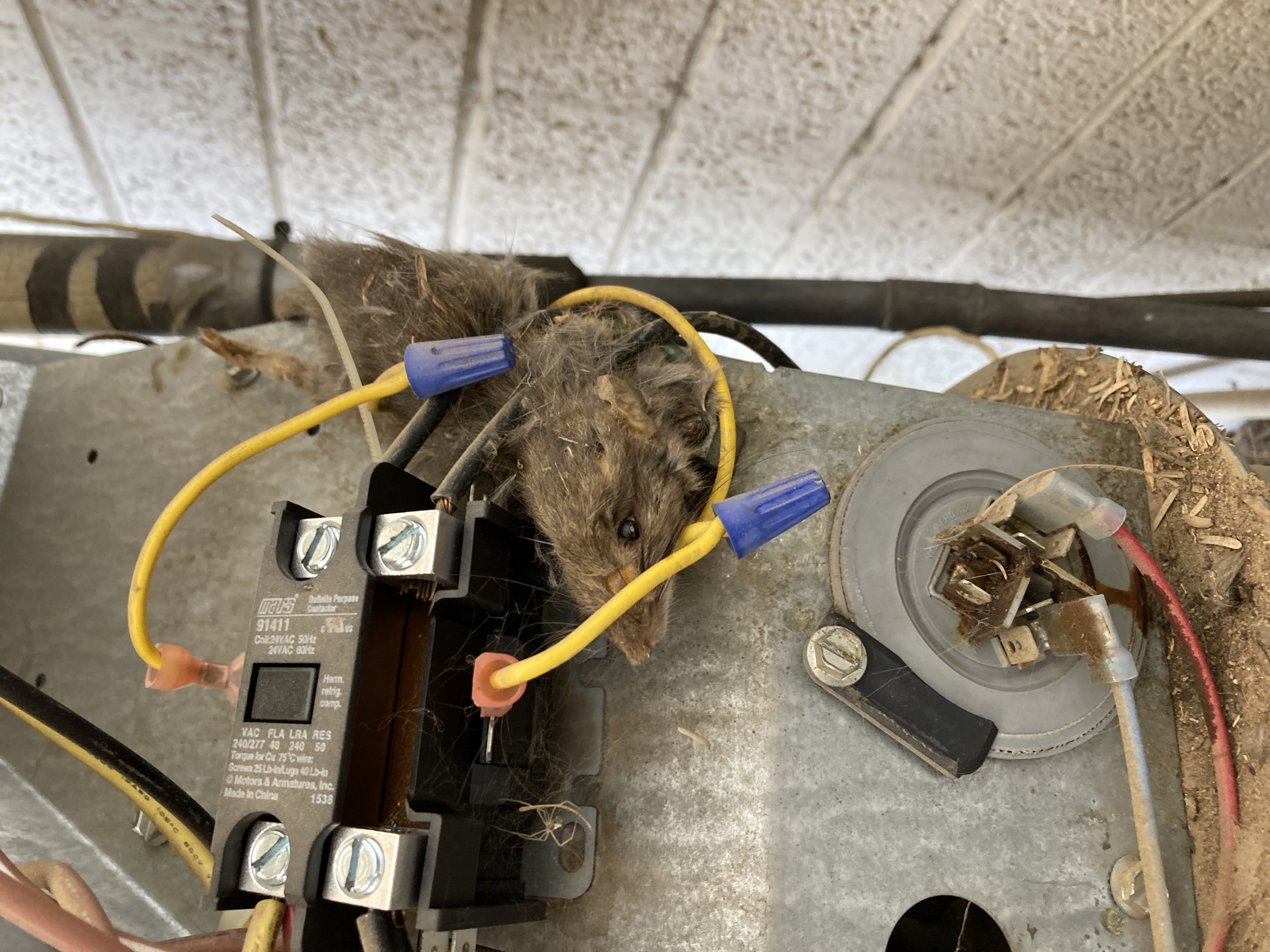 dead rat inside AC unit